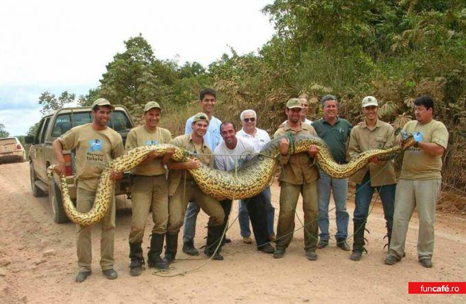 pozee - bigsnake1.jpg